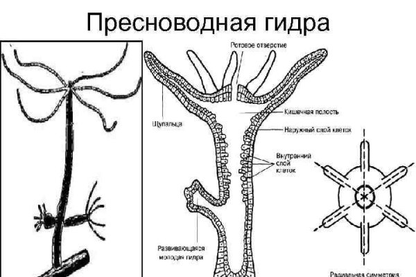 Можно ли вывести деньги с кракена